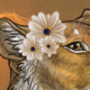 African Moon Daisy